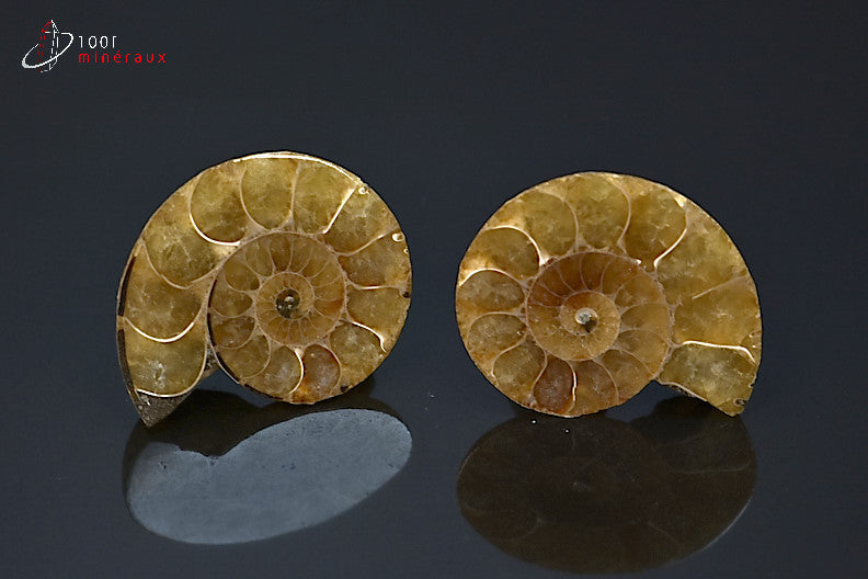 Ammonite fossile sciée jaune de Madagascar
