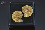 Ammonite Cleoniceras sciée - Madagascar - fossiles 3 cm / 14g / BL325 - Vignette | 1001 minéraux