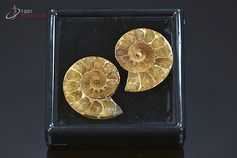 Ammonite fossile sciée jaune de Madagascar