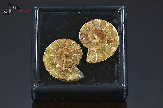 Ammonite fossile sciée jaune de Madagascar