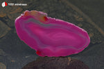 Tranche d'Agate teintée rose du Brésil (allongée, bandes alternant incolore, rose clair et foncé) - 31 g / BL623 - Vignette | 1001 minéraux