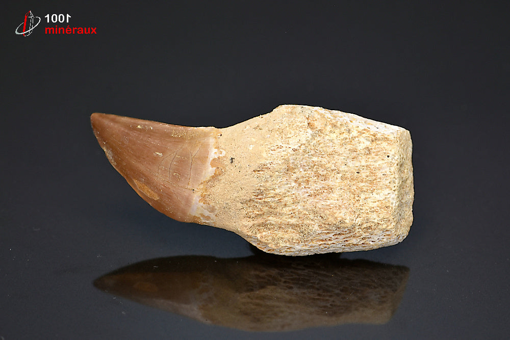 Dent fossile de mosasaure du Maroc
