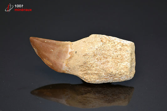 Dent fossile de mosasaure du Maroc