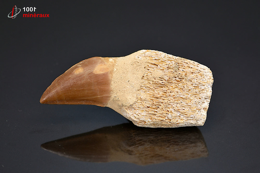 Dent fossile de mosasaure du Maroc