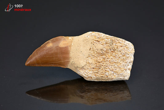 Dent fossile de mosasaure du Maroc