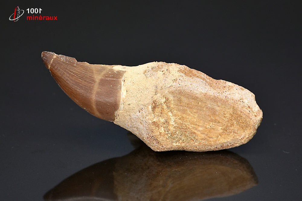 Dent fossile de mosasaure du Maroc