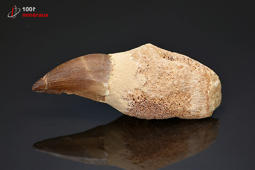 Dent fossile de mosasaure du Maroc