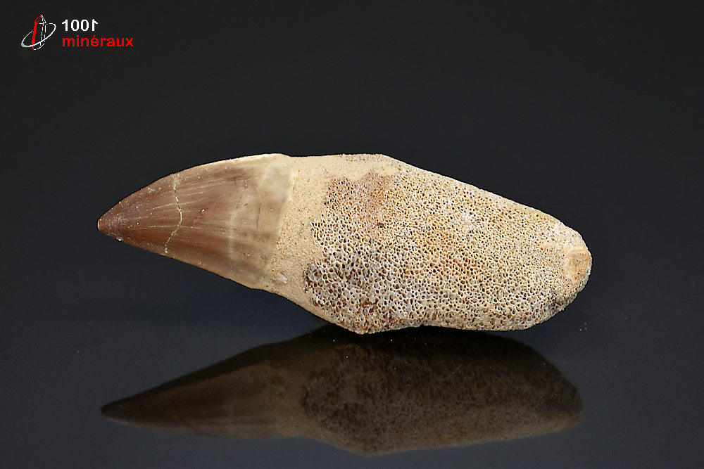 Dent fossile de mosasaure du Maroc