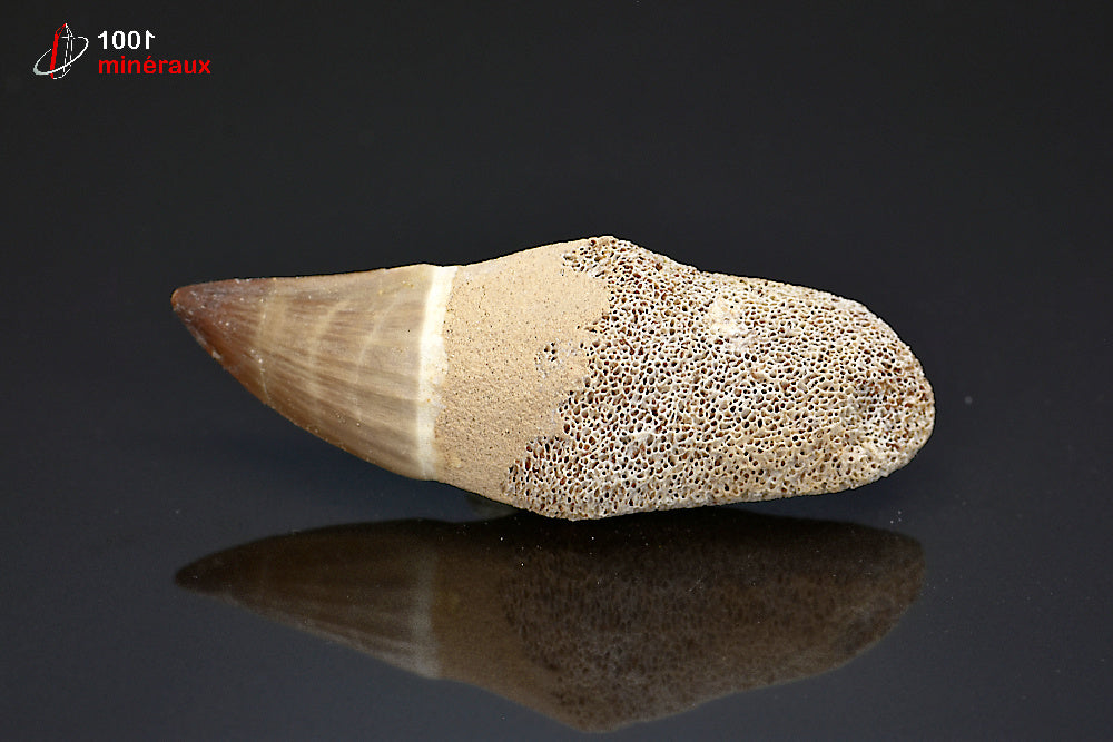 Dent fossile de mosasaure du Maroc