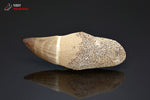 Dent fossile de Mosasaurus - Maroc - fossiles 7,2 cm / 23g / BL643 - Vignette | 1001 minéraux