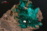 Dioptase sur roche - R.D. du Congo - minéraux à cristaux 4,2 cm / 24g / BL940 - Vignette | 1001 minéraux