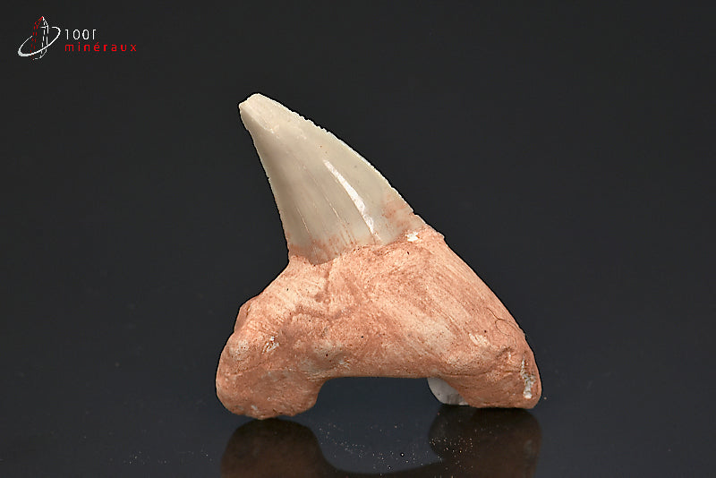 Dent fossile de requin du Maroc