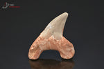 Dent de requin fossile Lamna Otudus - Maroc - fossiles 6,3 cm / 21g / BM17 - Vignette | 1001 minéraux