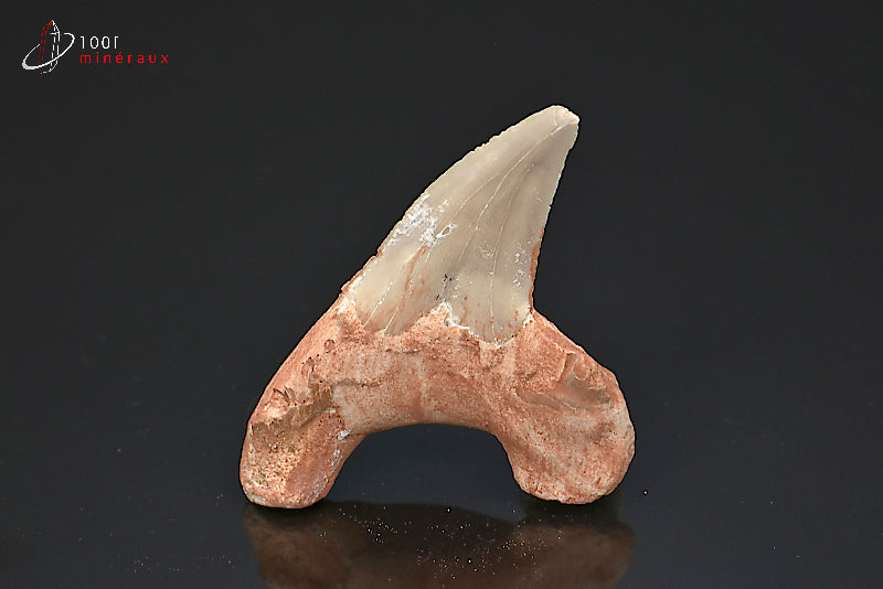 Dent fossile de requin du Maroc