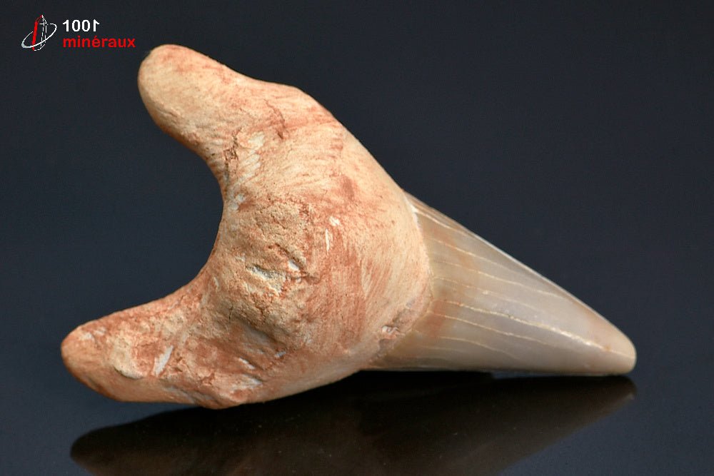 Dent fossile de requin du Maroc