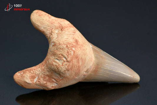 Dent fossile de requin du Maroc