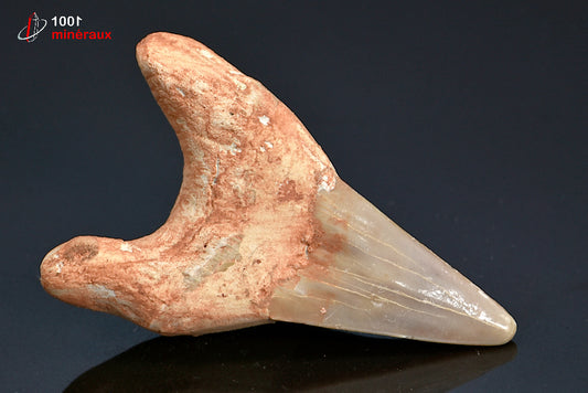 Dent fossile de requin du Maroc