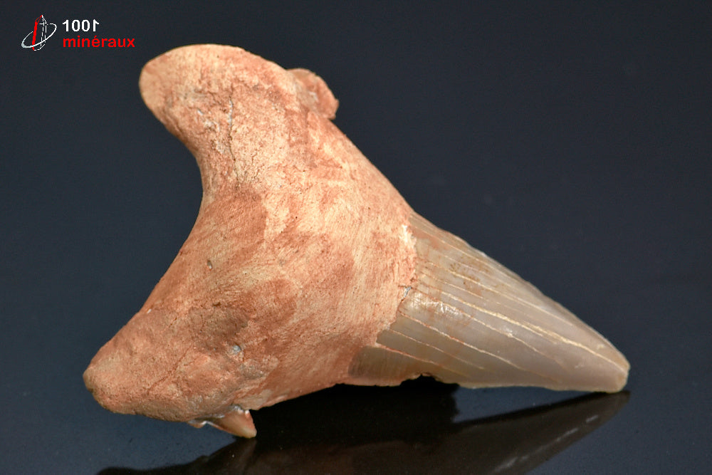 Dent fossile de requin du Maroc