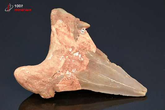 Dent fossile de requin du Maroc