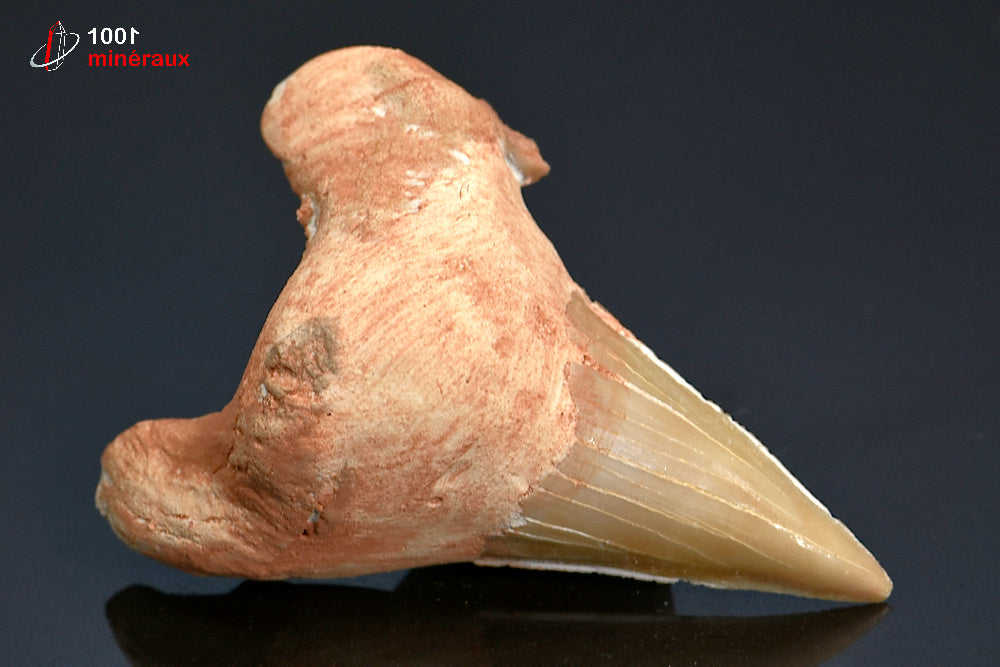 Dent fossile de requin du Maroc