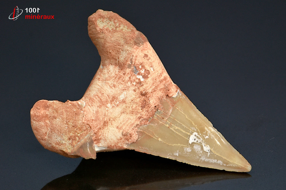 Dent fossile de requin du Maroc