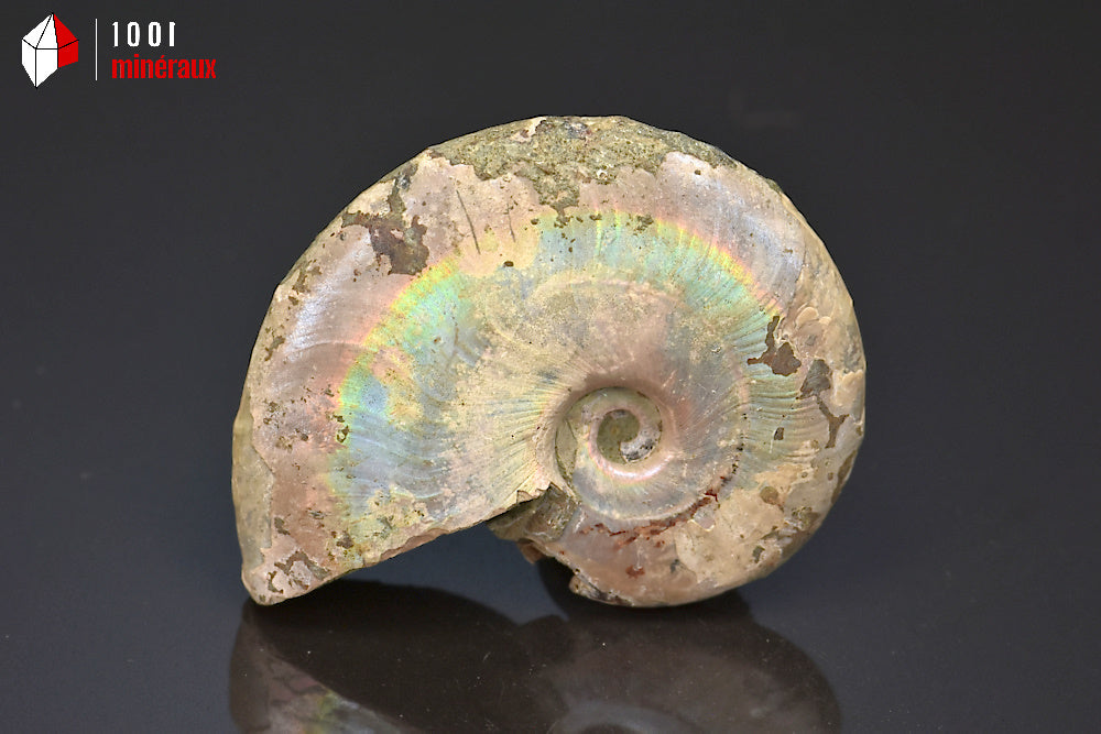 Ammonite Cleoniceras Bestsikiry Madagascar - Vue d'ensemble, belle irisation nacrée - 43 g - BM521
