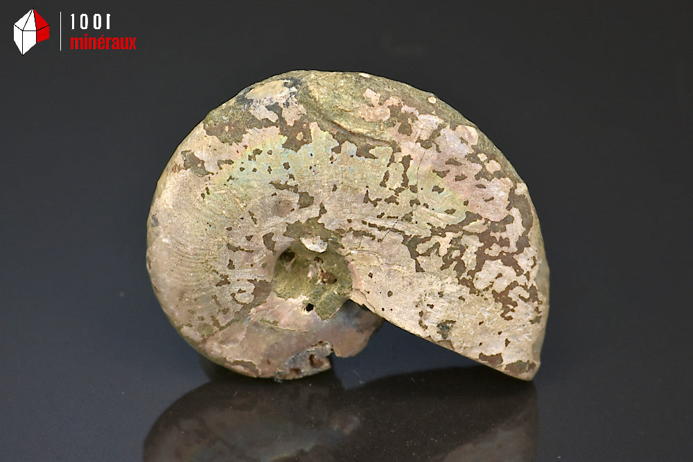Fossile d'ammonite irisée de Madagascar