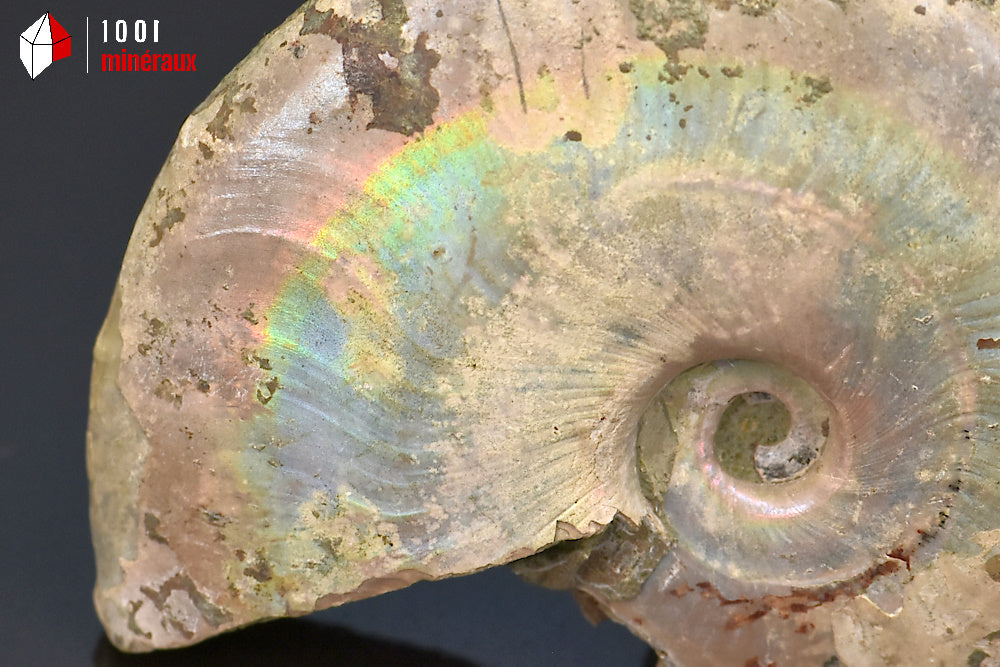 Ammonite Cleoniceras Bestsikiry Madagascar - Détail irisation nacrée verts, bleus et dorés - 43 g
