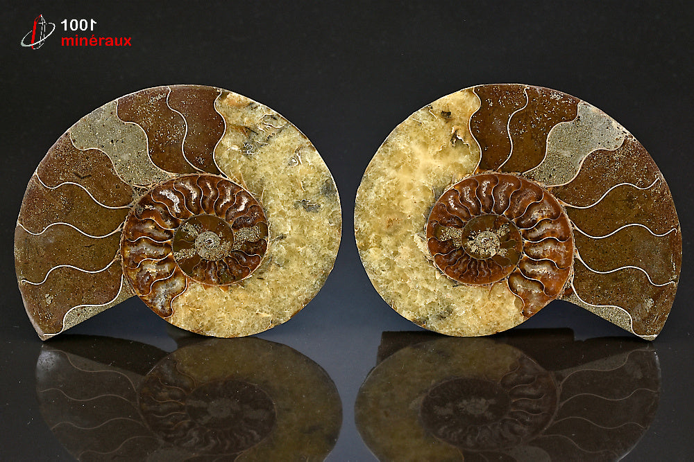 Fossile d'ammonite jaune sciée polie de Madagascar