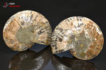 Grande Ammonite Cleoniceras sciée - Madagascar - fossiles 13,5 cm / 614g / BN150 - Vignette | 1001 minéraux