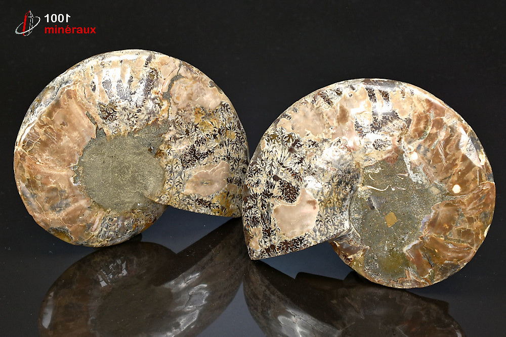 Fossile d'ammonite jaune sciée polie de Madagascar