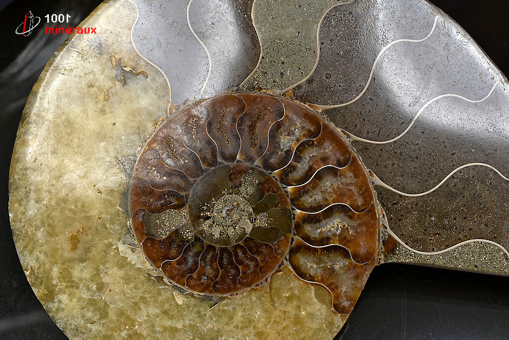 Fossile d'ammonite jaune sciée polie de Madagascar