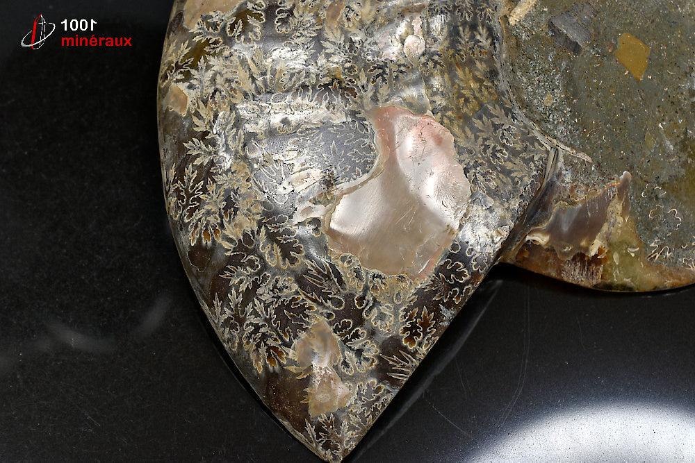 Fossile d'ammonite jaune sciée polie de Madagascar