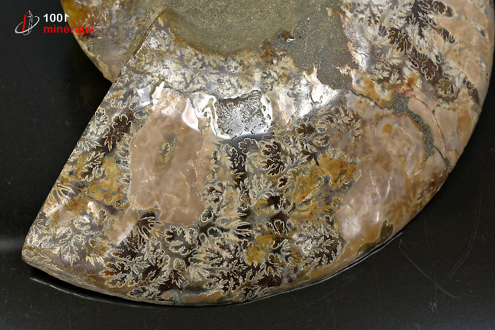 Fossile d'ammonite jaune sciée polie de Madagascar