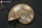 Ammonite Cleoniceras irisée de Madagascar - 31 g / BN876 - Vignette | 1001 minéraux