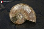 Ammonite Cleoniceras irisée de Madagascar - 31 g / BN876 - Vignette | 1001 minéraux