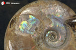 Ammonite Cleoniceras irisée de Madagascar - 31 g / BN876 - Vignette | 1001 minéraux