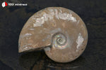 Ammonite Cleoniceras irisée de Madagascar - 39 g / BN877 - Vignette | 1001 minéraux
