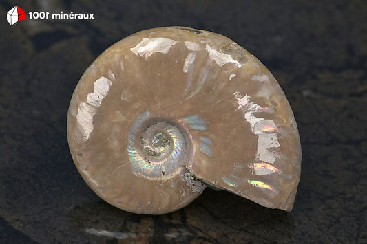 Ammonite Cleoniceras Madagascar - Vue de profil, épaisseur 1,5 cm - 39 g - BN877
