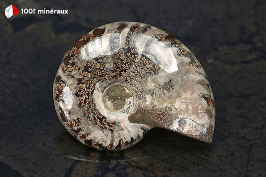 Ammonite Cleoniceras Bestsikiry Madagascar - Vue d'ensemble, bandes brun sombre dessinant les côtes - 32 g - BN878
