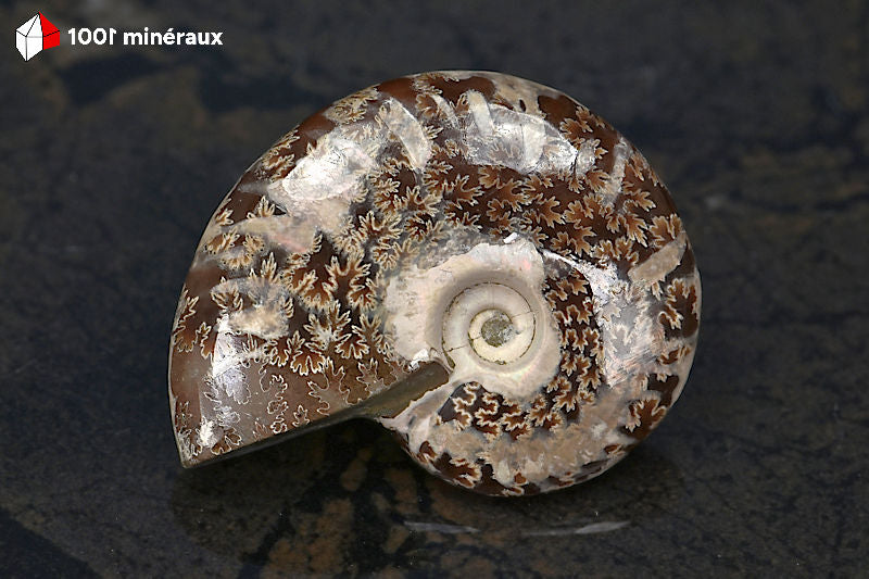 Ammonite Cleoniceras Bestsikiry Madagascar - Vue de profil, épaisseur 1,4 cm - 32 g - BN878
