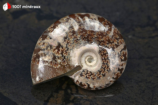 Ammonite Cleoniceras Bestsikiry Madagascar - Vue de profil, épaisseur 1,4 cm - 32 g - BN878
