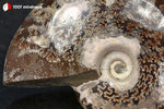 Ammonite Cleoniceras de Bestsikiry, Madagascar - 32 g / BN878 - Vignette | 1001 minéraux