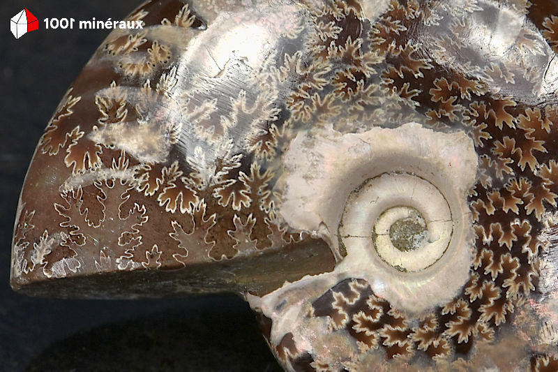 Ammonite Cleoniceras Bestsikiry Madagascar - Détail des bandes brun sombre et touches irisées - 32 g
