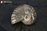 Ammonite Cleoniceras de Bestsikiry, Madagascar - 25 g / BN879 - Vignette | 1001 minéraux