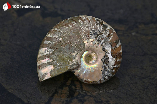 Ammonite Cleoniceras Bestsikiry Madagascar - Vue d'ensemble, bandes brun sombre et irisation centrale - 25 g - BN879
