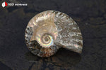 Ammonite Cleoniceras de Bestsikiry, Madagascar - 25 g / BN879 - Vignette | 1001 minéraux
