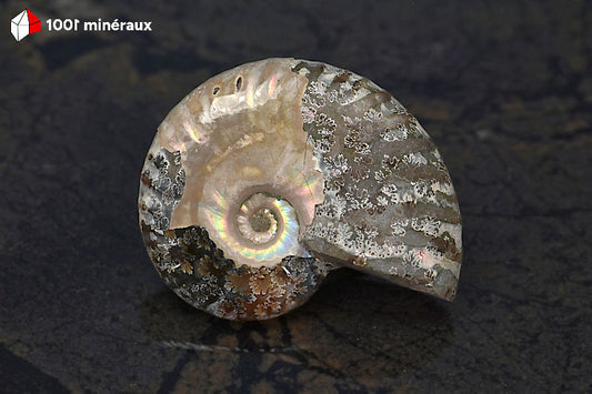 Ammonite Cleoniceras Bestsikiry Madagascar - Vue de profil, épaisseur 1,3 cm - 25 g - BN879
