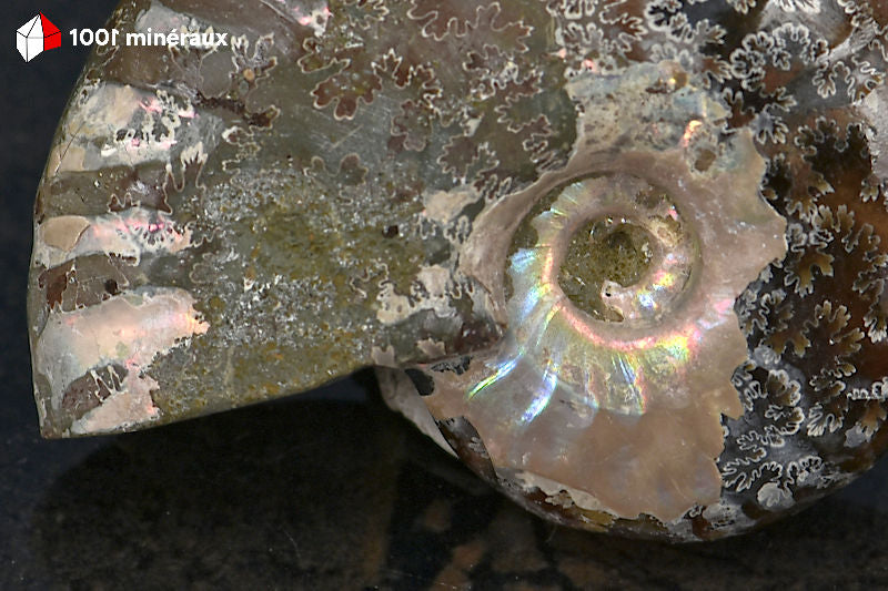 Ammonite Cleoniceras Bestsikiry Madagascar - Détail de l'irisation nacrée centrale - 25 g

