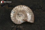 Ammonite Cleoniceras irisée de Madagascar - 23 g / BN880 - Vignette | 1001 minéraux